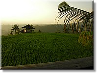 Bali_P329.JPG
