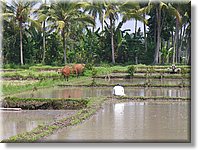 Bali_P345.JPG