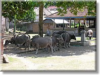 Bali_P536.JPG